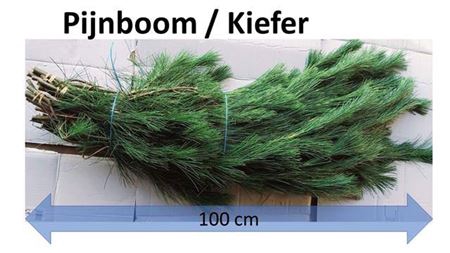 <h4>Pinus Strobus Bs</h4>