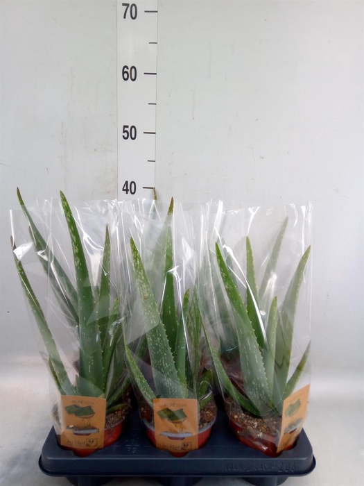 <h4>Aloe vera</h4>