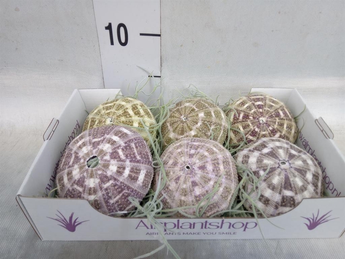 <h4>Arr.  Tillandsia L%</h4>