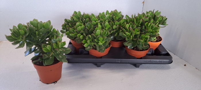 <h4>CRASS SUNSET</h4>