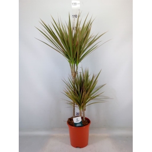 Dracaena marg. 'Bicolor'