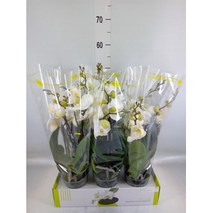 Phalaenopsis   ...white