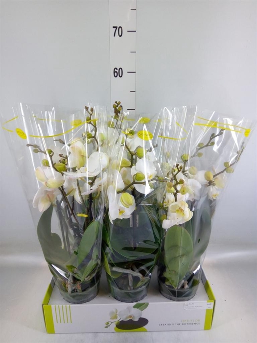 <h4>Phalaenopsis   ...white</h4>