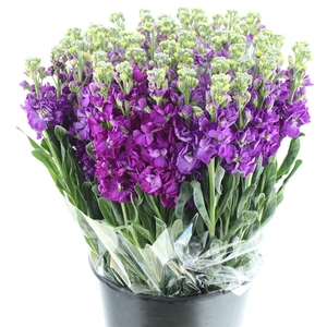 Matth Incana Iron Purple Extra