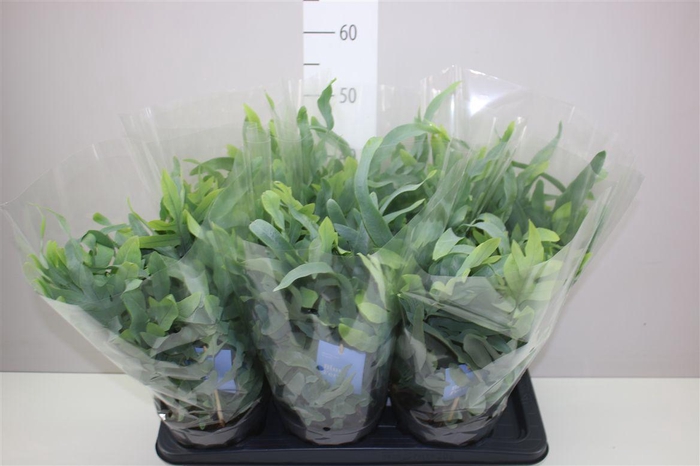 <h4>Phlebodium Aureum Blue Star</h4>