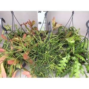 Rhipsalis ...mix