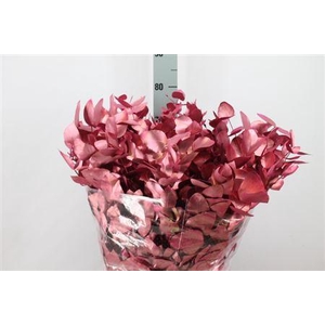 Euca Cinerea Klb Mon Cherie Lang 300 Gram