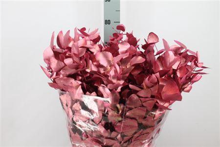 <h4>Euca Cinerea Klb Mon Cherie Lang 300 Gram</h4>