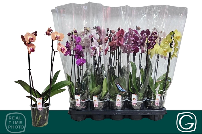 <h4>PHAL GEM 4 KL</h4>