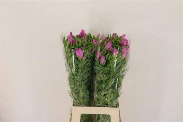 CLARKIA AM GR LAVEND