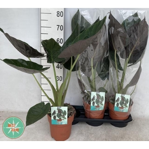 Alocasia Wentii 19Ø 80cm 1pp