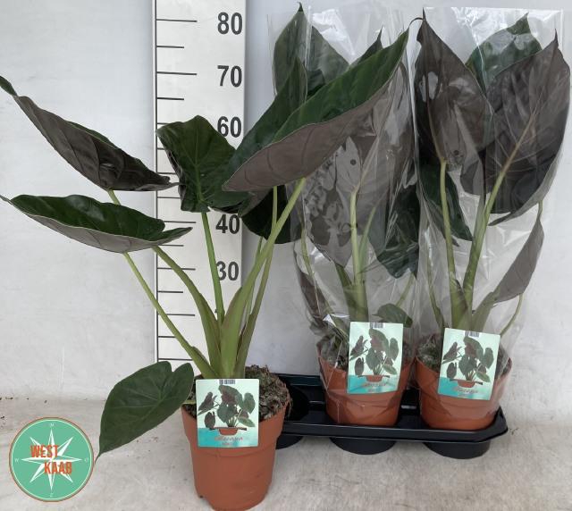 Alocasia Wentii 19Ø 80cm 1pp