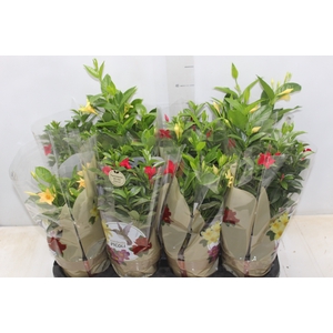 DIPLADENIA PICOLI P14 VARIADO