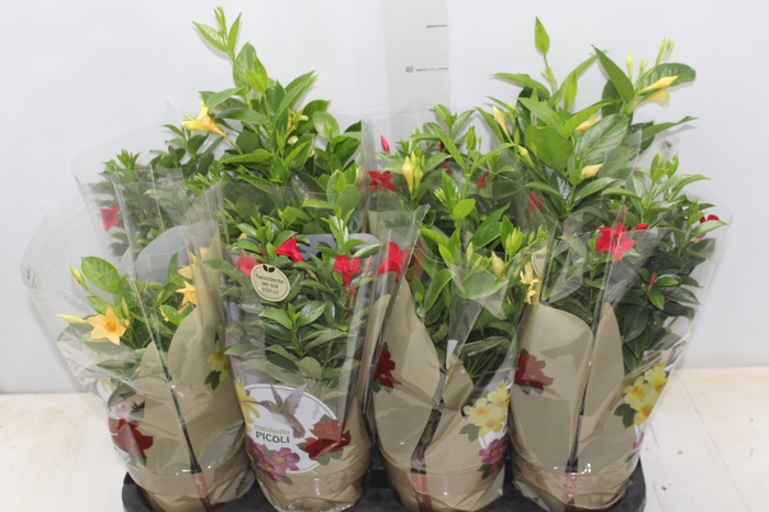 <h4>DIPLADENIA PICOLI P14 VARIADO</h4>
