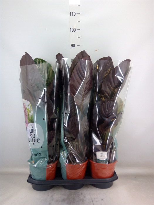 <h4>Calathea sanderiana</h4>