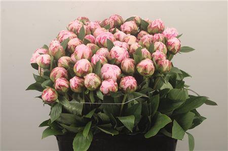<h4>Paeo L Sarah Bernhard Pink Ex</h4>