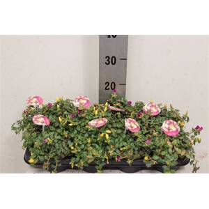 Portulaca Carnaval