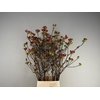 Rhodo. Mix