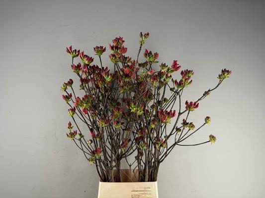 Rhodo. Mix