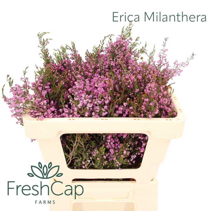 <h4>Erica Milanthera</h4>