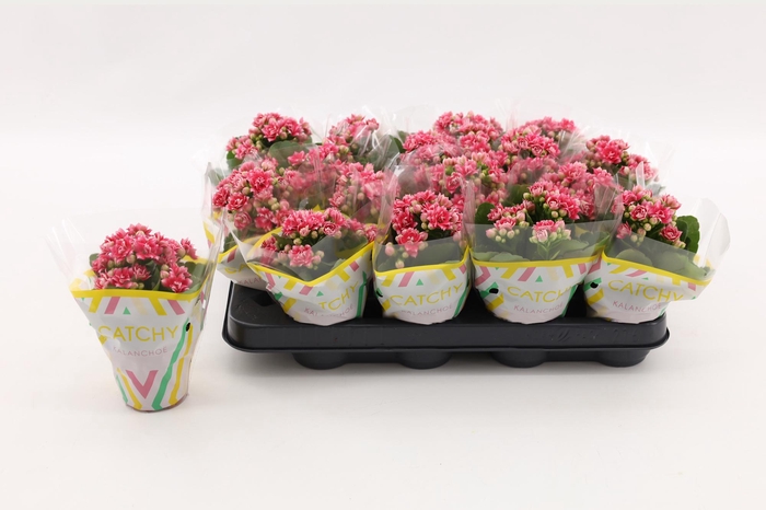 <h4>Kalanchoe Double Sylca</h4>