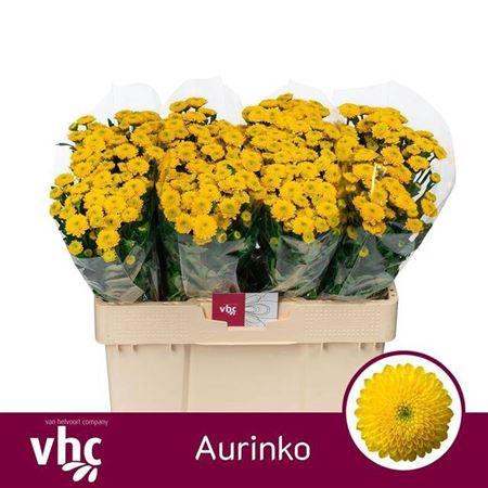 <h4>Chr San Aurinko</h4>