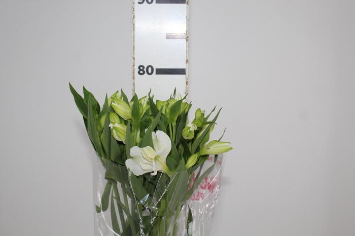 <h4>ALSTROEMERIA MISTRAL 080 CM</h4>