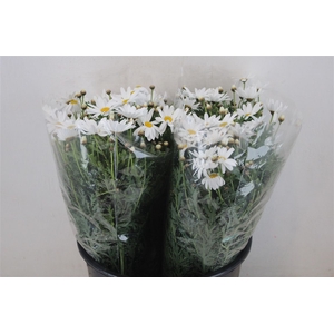 Margriet White Extra P Stem