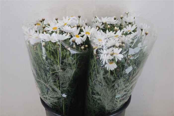 Margriet White Extra P Stem