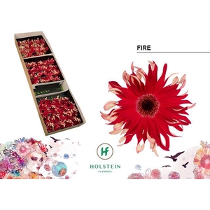 Gerbera Pasta Fire Doos