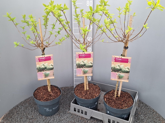 <h4>HYDR PA LIMELIGHT</h4>