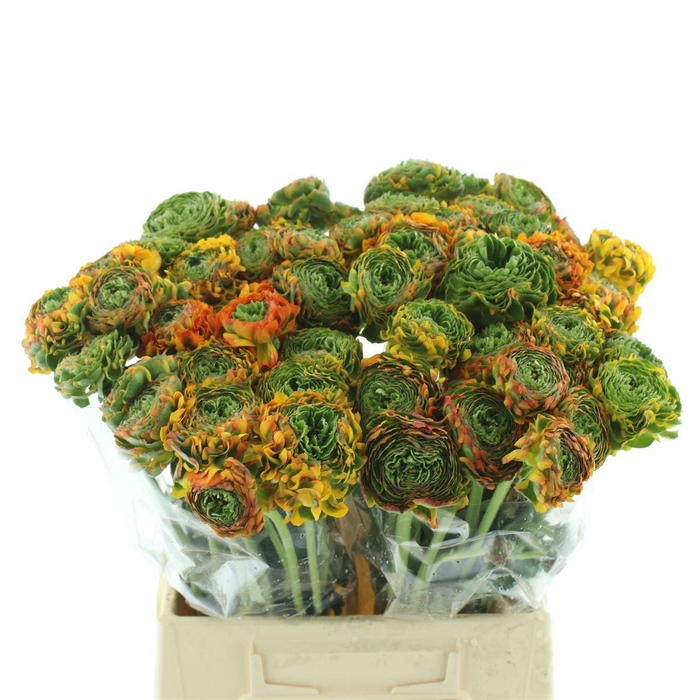 <h4>Ran Ponpon Merlino Orange Extra</h4>