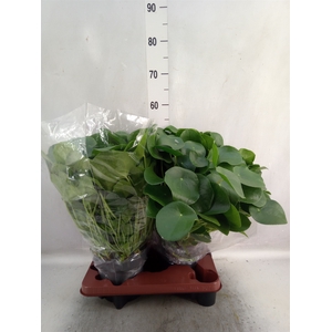 Pilea peperomoides