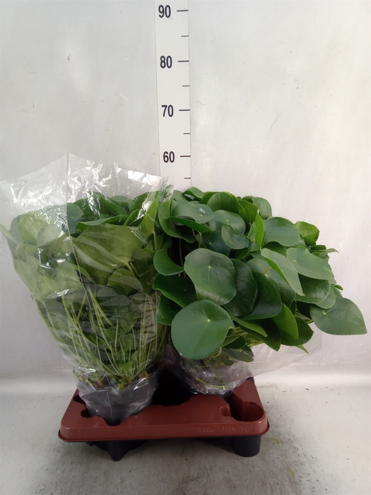 Pilea peperomoides