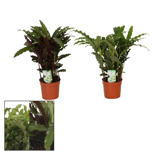 <h4>Calathea 12cm Grassmix</h4>