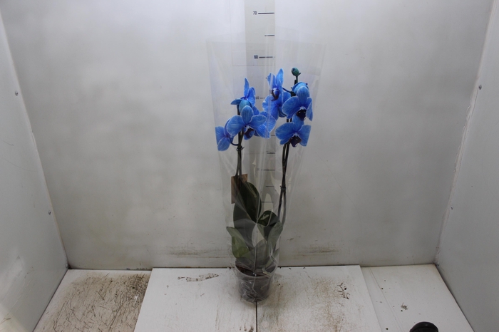 <h4>PHALAENOPSIS P12 TINGIDA AZUL 2 HT</h4>
