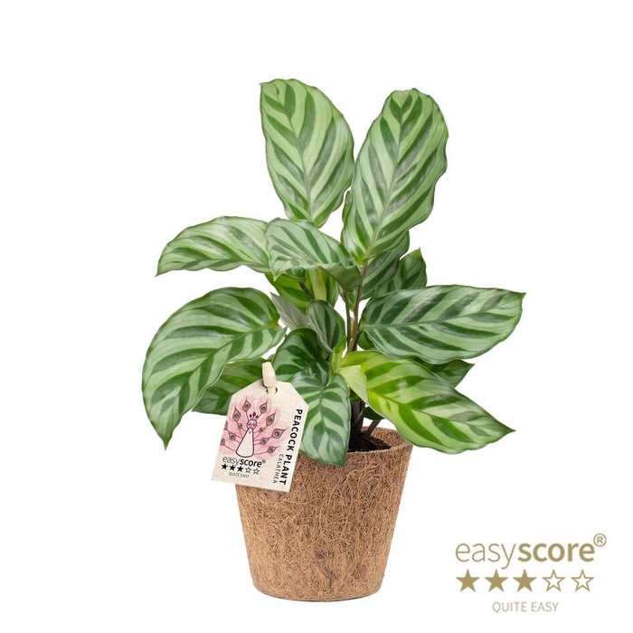 <h4>CALATHEA SPECIES FREDDY P9 COCOZ</h4>