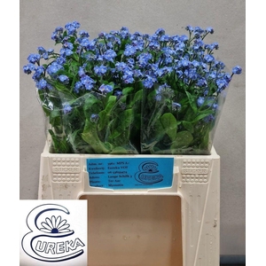MYOS AL BLUE MEMORY