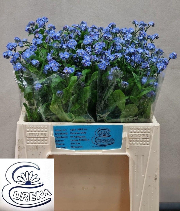 <h4>MYOS AL BLUE MEMORY</h4>