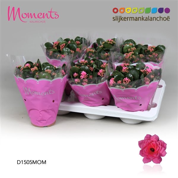 <h4>Kalanchoe Moments - Pink</h4>