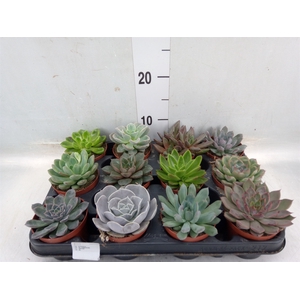 Echeveria   ...mix