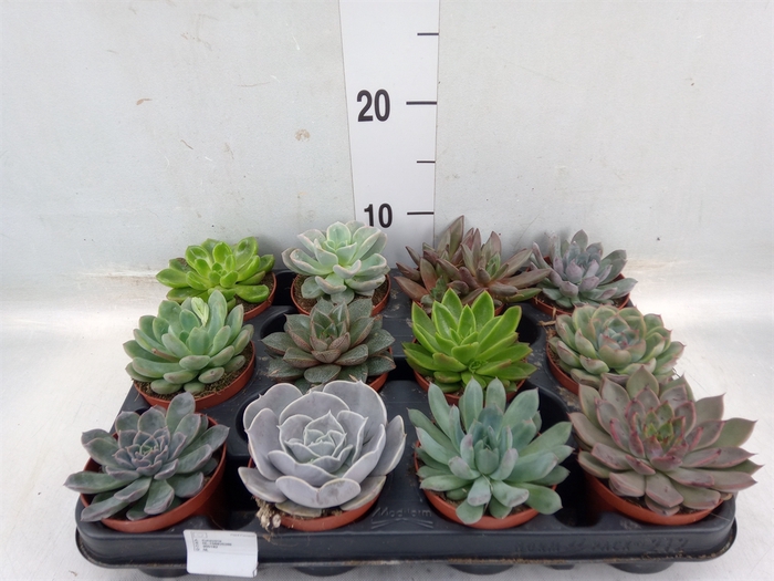 <h4>Echeveria   ...mix</h4>