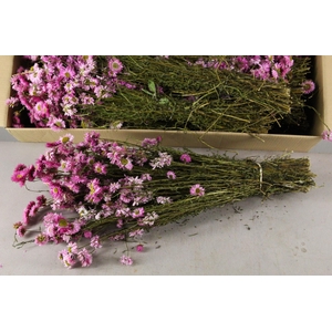 DF Acrolinium Bs Pink