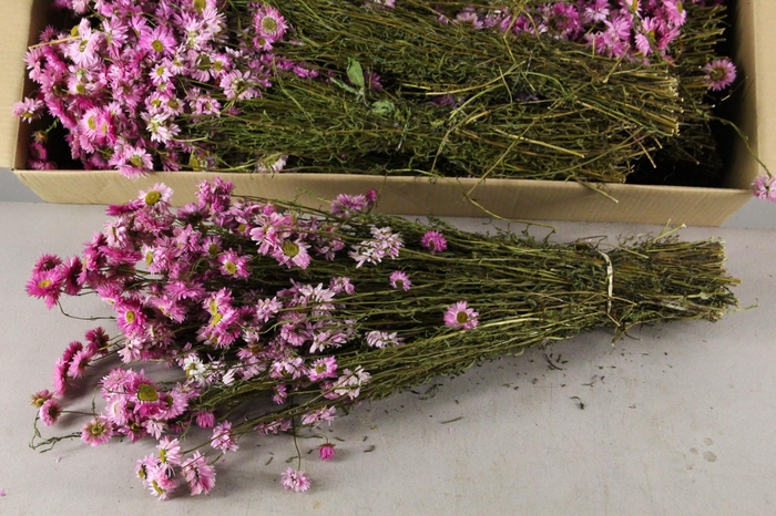 <h4>DF Acrolinium Bs Pink</h4>