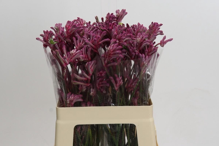 <h4>Kangaroo Paw Mini Pearl</h4>