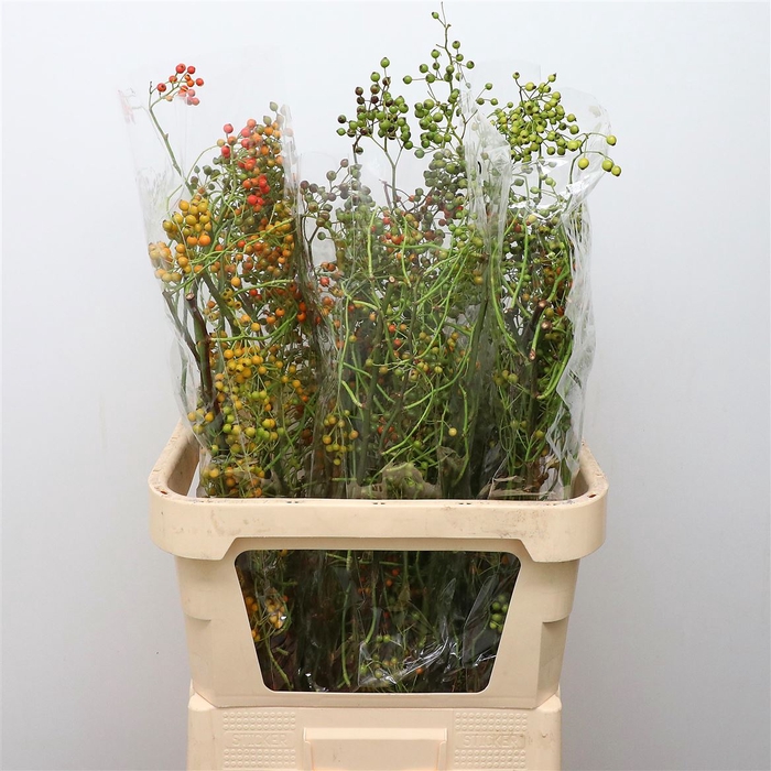 <h4>Rosa Corallo Green Orange</h4>