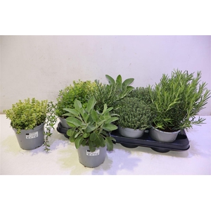 arr8 Tuinkruiden Gem