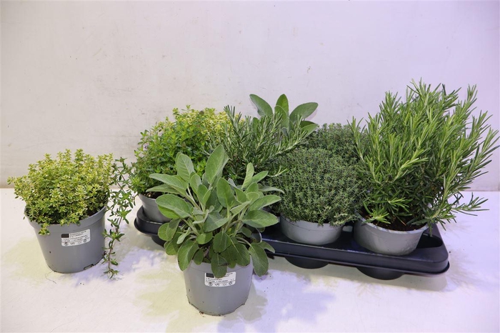 <h4>Tuinkruiden Gem</h4>