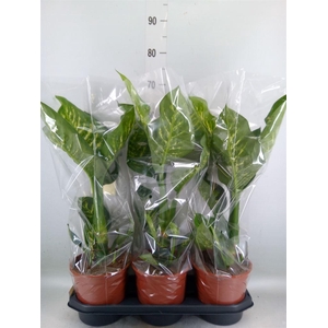 Dieffenbachia seg. 'Tropic Snow'