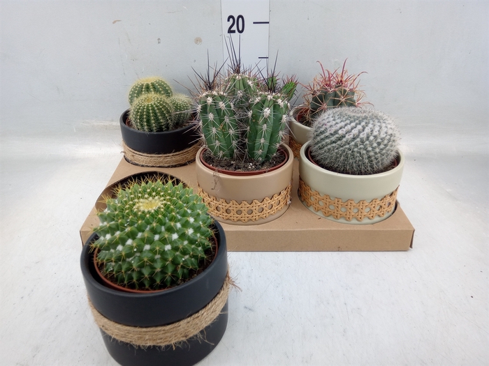 <h4>Cactus   ...</h4>